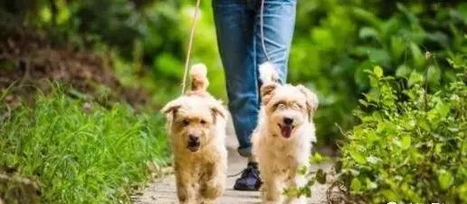 女子遛3只狗不牵绳!男子遭狗撕咬受伤严重,缝