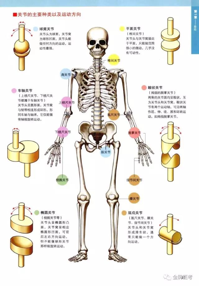 全身骨骼3d解剖图经典收藏