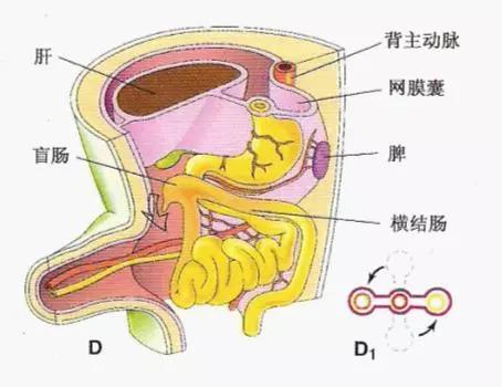 第五图:胎儿在以后的继续发育过程中,盲肠旋转至右下腹的正常位置.