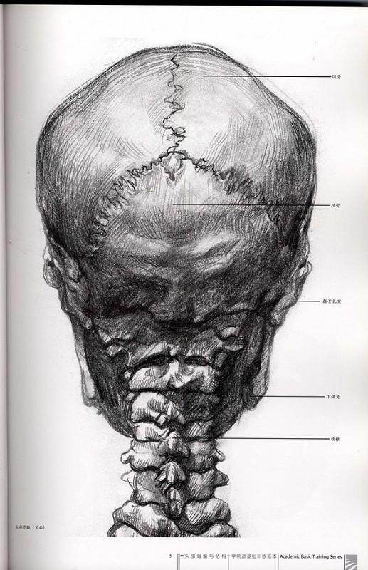 艺用人体头部结构解析