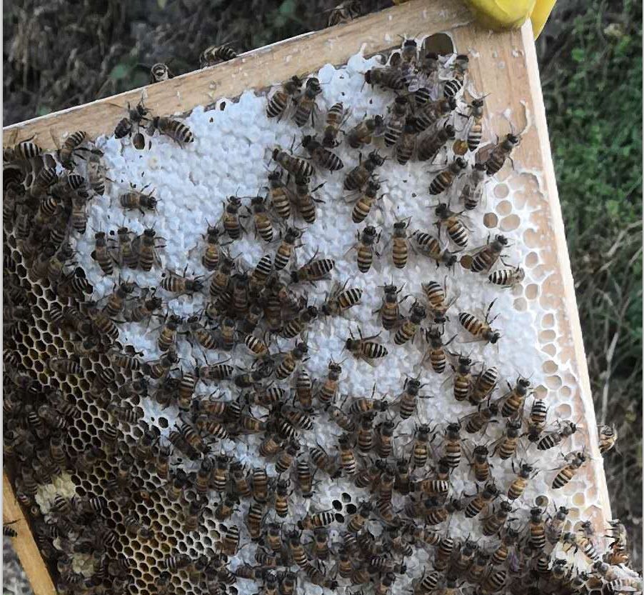 一些调皮的小蜜蜂会扇动着金色的翅膀飞出蜂箱,扎进满山遍野的野花丛