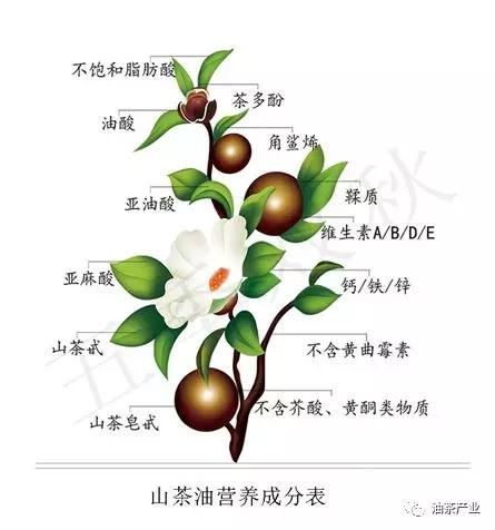                     【山茶油作用】第三十一期：山茶油对孕妇的好处及孕妇如何合理使用山茶油