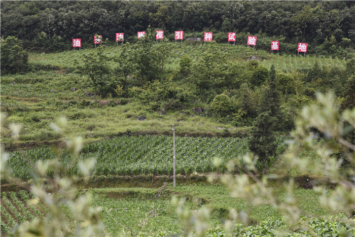 洗马:油橄榄长势喜人 夏日村民管护忙_种植