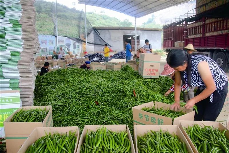 贵州大方兴隆人口_贵州脱贫人口数据图