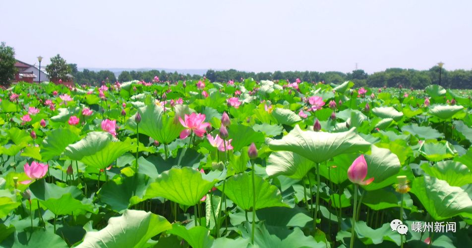 就在 崇仁镇湖荫村的钳口生态园