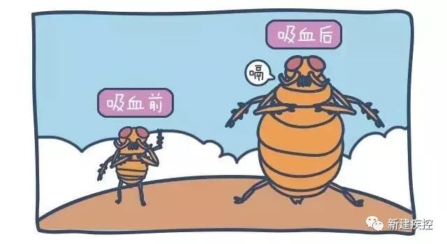 蜱虫的危害