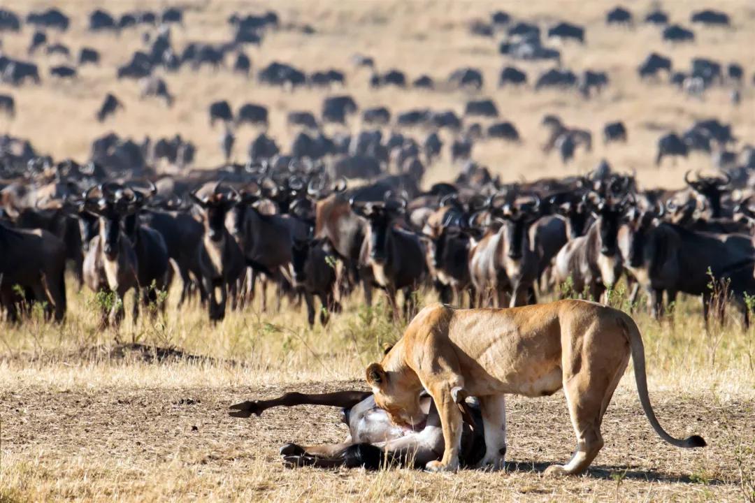但是在7-10月这期间,在马赛马拉看到很多狮子,猎豹等肉食猛兽捕猎场景