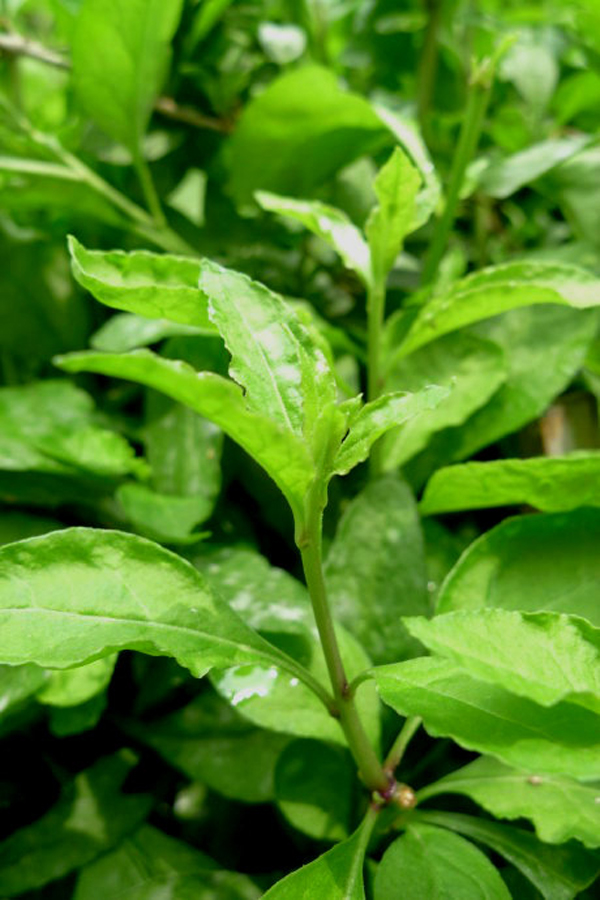 食材分享夏雨后的云南野菜季爽口的枸杞尖常吃好处多