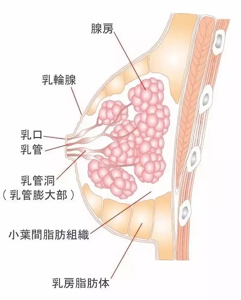 一,按摩不能"丰胸"  乳房大小在青春期会基本定型,关于这一点,丁香