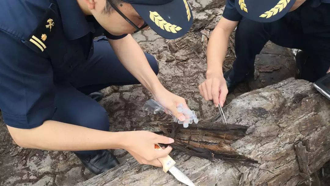 取样,封存查验现场大量蚂蚁和黑色虫子发现黑胡桃木表层爬有在查验两