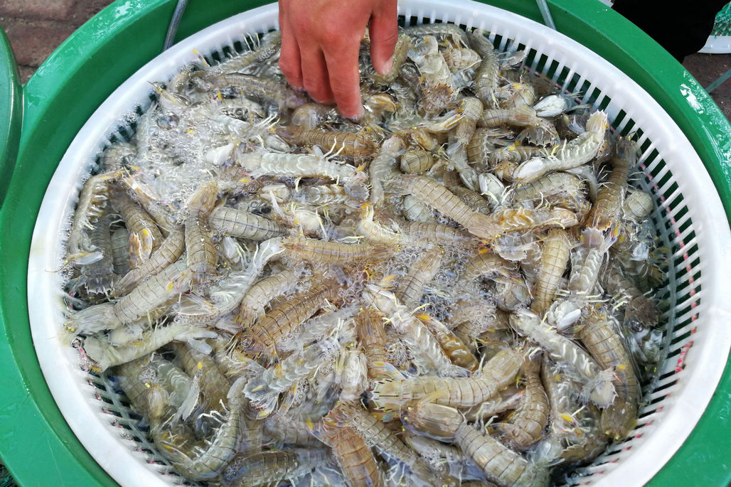 菜市场海鲜销售难,鲜活皮皮虾养殖虾便宜也不好卖