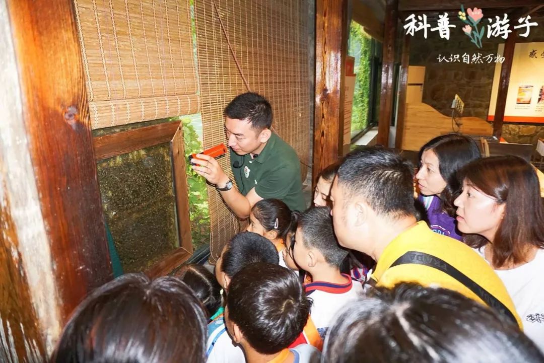 除了小蜜蜂是社会性昆虫,还有什么动物是社会性昆虫呢?