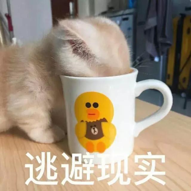 fdda7852d01c4474a1144adb6f10c445.jpeg