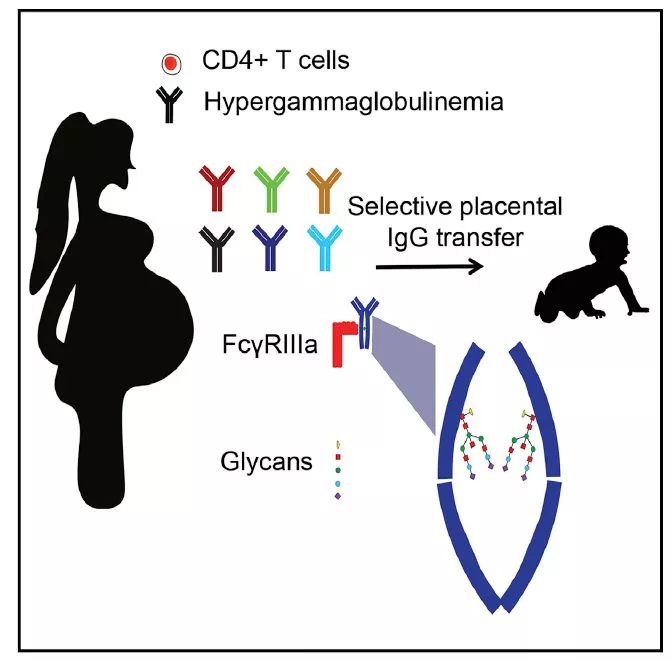 cell背靠背文章揭示母婴免疫系统胎盘转移的具体机理