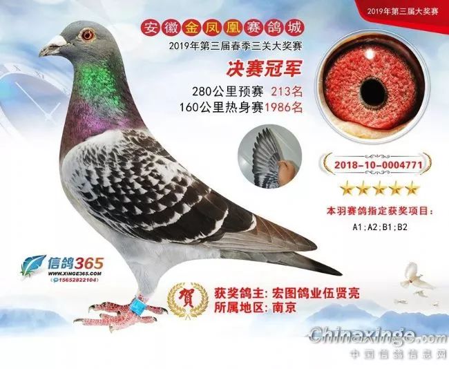 信鸽比赛直播查询 12068fe787e34f78a095ab22b23c0ff7.jpeg