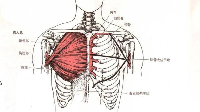 原创胸型不好看中缝不明显你真的了解胸肌吗