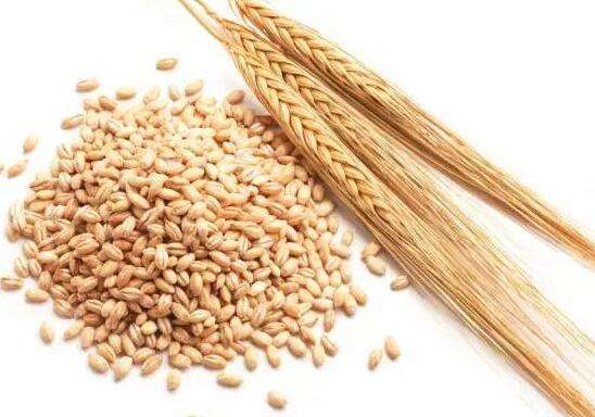 怎样让你的精酿啤酒受欢迎，先从麦芽的基础知识入手