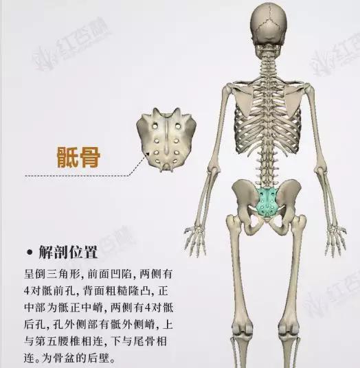 【骶椎】:sacrum 对应的身体部位和区域:股骨,臀部.