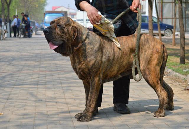 具有超强的追踪能力珍稀的凶猛巴西护卫犬追死你