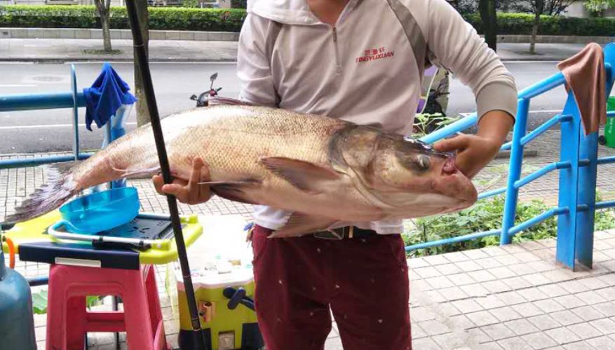 夏日天热水暖抽鲢鳙真假漂相要分清