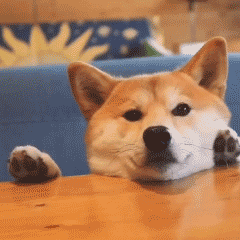 表情| 分享一只认真等待吃饭的柴犬