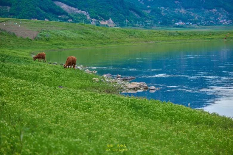 当你走进江边,似乎有坝上的感觉,这里有山,有水,有花草,有牧地,有牛羊