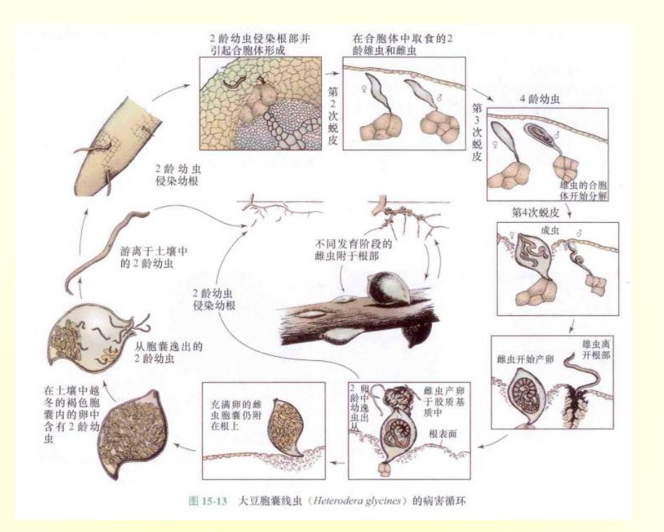 孢囊线虫主要为害大豆,小麦,大麦,高粱等禾谷类作物,最多可以造成三