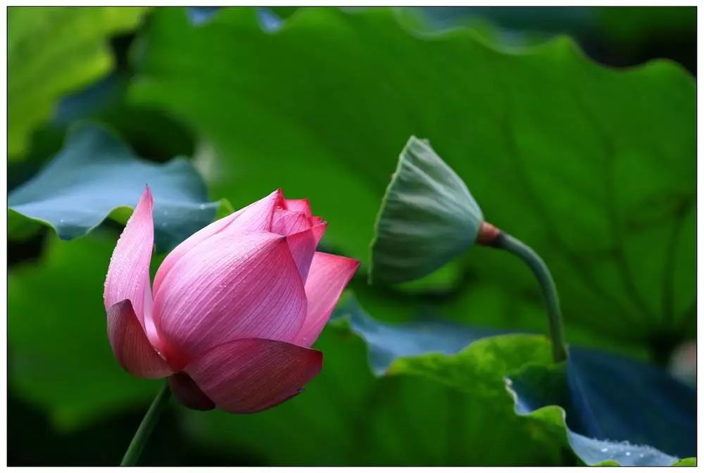 小荷才露尖尖角猜一成语_小荷才露尖尖角图片(2)