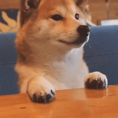 表情| 分享一只认真等待吃饭的柴犬