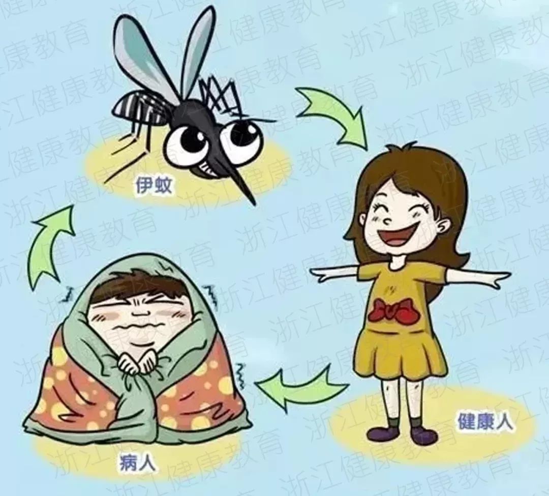 科普丨漫画图解登革热，让你不再被蚊子“叮！叮！叮！”-搜狐
