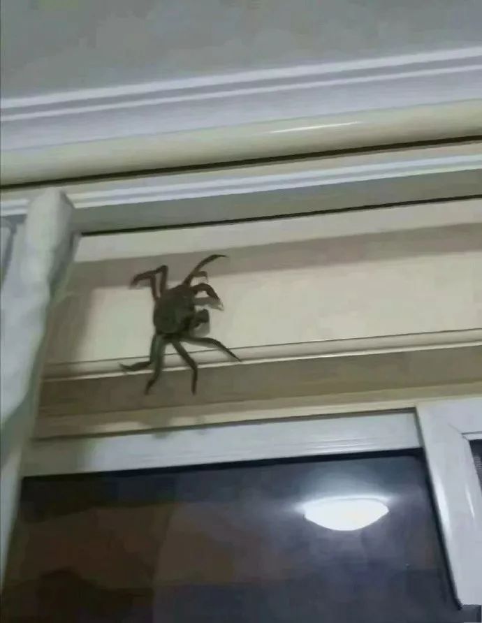 家里来了只从来没见过的大蜘蛛!