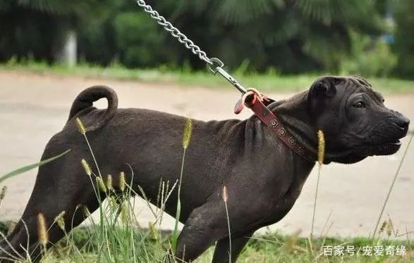 中国名犬,享有中国第一斗犬的美誉!