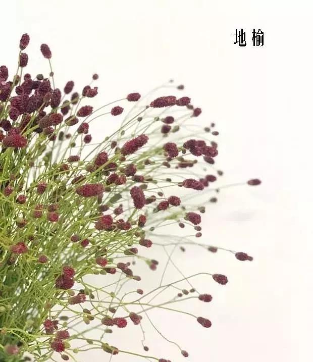 奇梅花道|精选百种花店常见花材,你能叫出它们的名字吗(二)