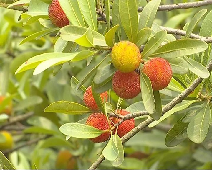 常州溧阳日日春庄园 每年的6月,是杨梅成熟收获的季节