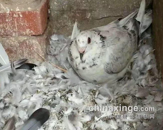 为各类寄生虫,病菌提供繁殖滋生场所,在堆积的粪便,羽毛下会发现蛆