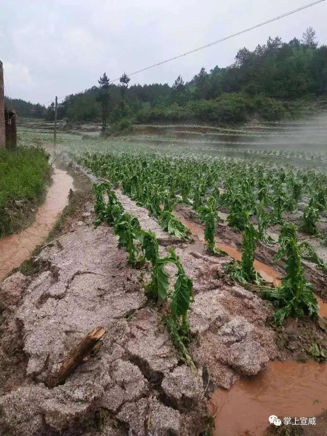 特大冰雹来袭!云南这两个地方被砸惨,大树折断农作物惨不忍睹