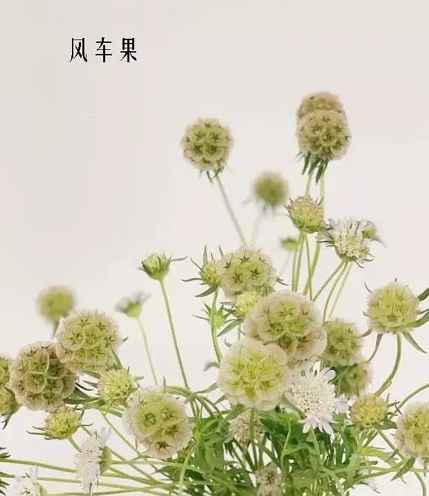 奇梅花道花艺|精选百种花店常见花材,你能叫出它们的名字吗(一)