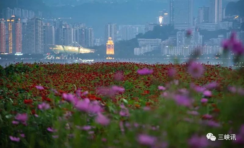 6月13日,万州江南新区南滨公园外的消落带上,成片的鲜花绽放,为进一步