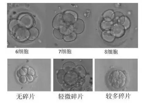 囊胚:囊胚主要由囊胚腔,内细胞团,滋润外胚胎层组成.