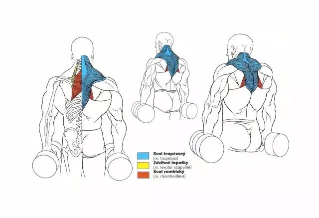 别再瞎练了,这56张图告诉你每个部位怎么练!