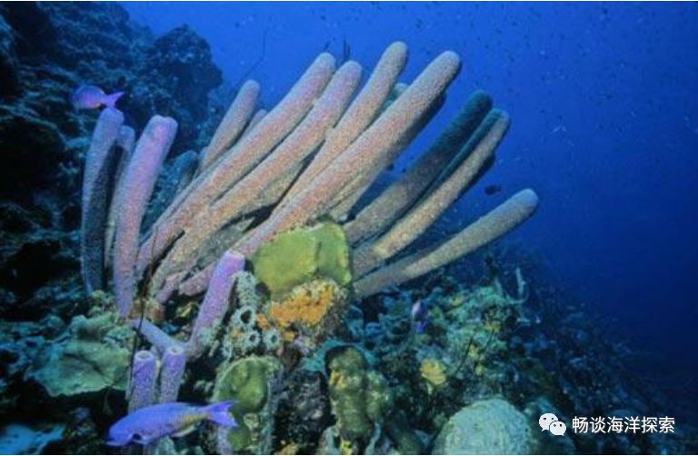 海洋小知识浅海生物管状海绵