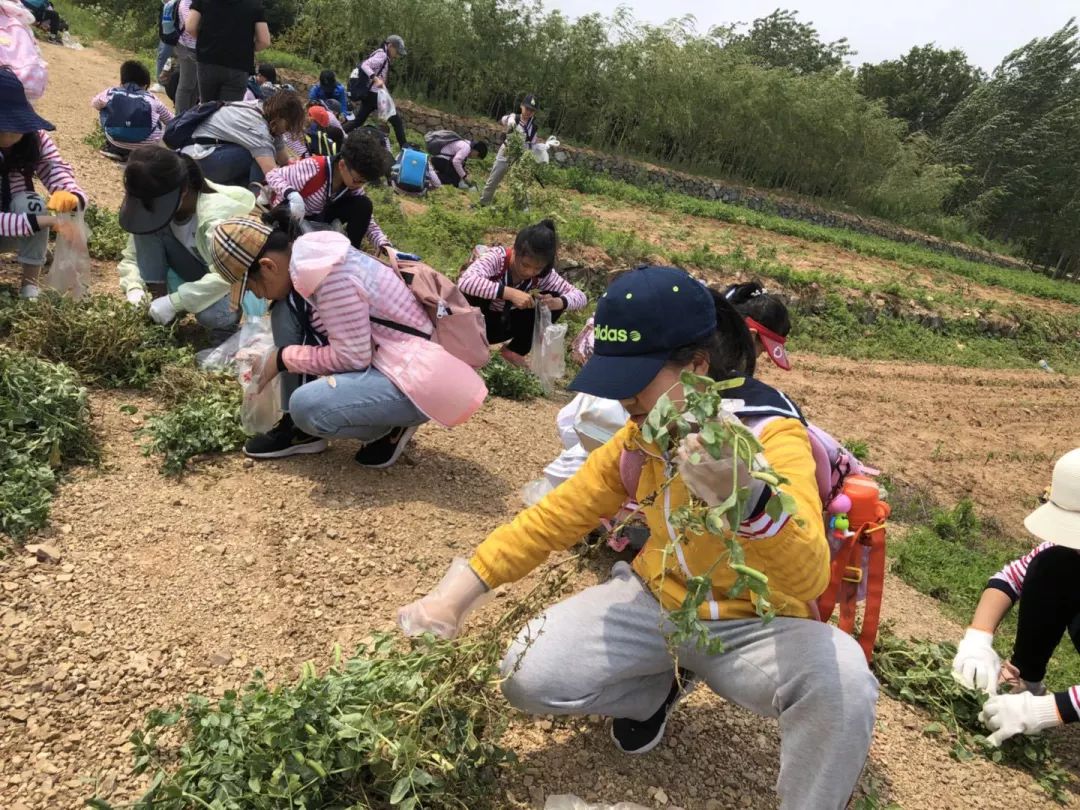 纸上得来终觉浅绝知此事要躬行青岛南京路小学走进劳动基地学农实践