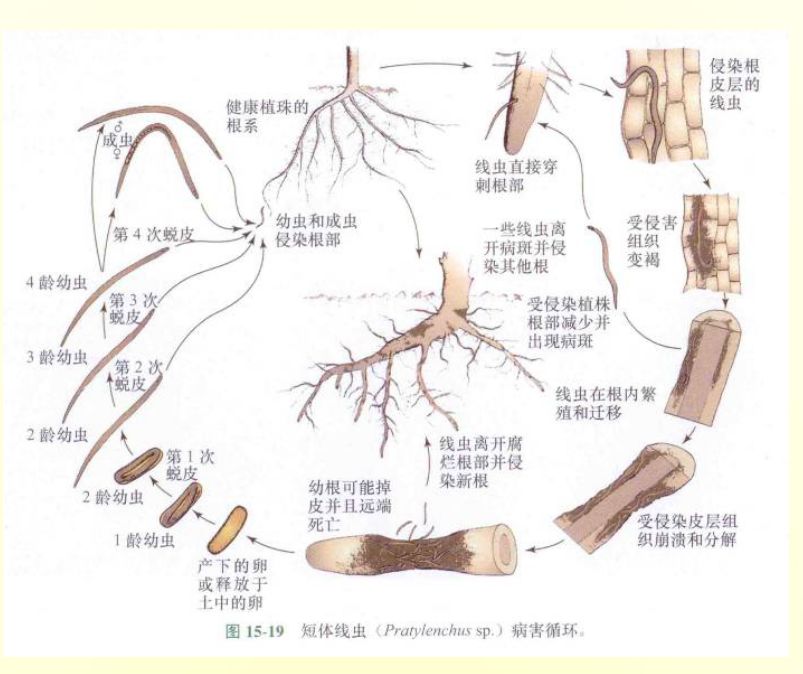 百年线虫,神农丹,克百威及非法熏蒸剂禁用后,谁来攻克?