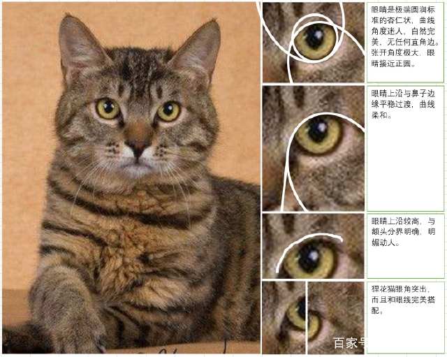 中国土猫狸花猫品种优良且拥有最为出色的眼睛和颜色!