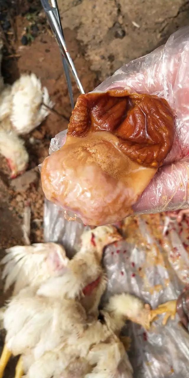 鸡后期为什么会发生腺胃水肿?原因在这里