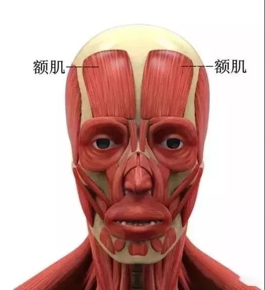 1.额肌