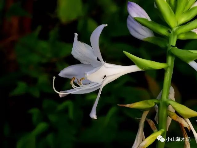 玉簪| 瑶池仙子宴流霞醉里遗簪幻作花_手机搜狐网