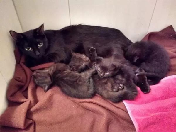 怎么养多只小猫 6ad80674a55b46328b8901c3161e3093.jpeg