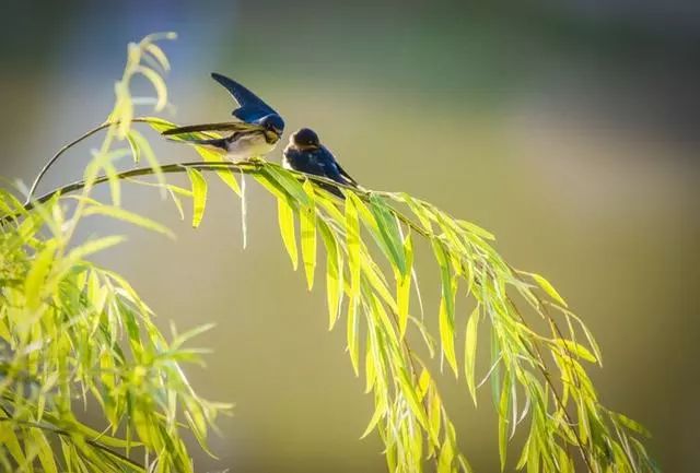 鸟类摄影:诗情画意的小燕子