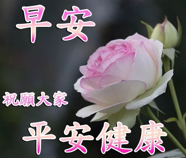 适合群发最新漂亮清晨早安问候动态表情图片 朋友圈早安问候祝福图片